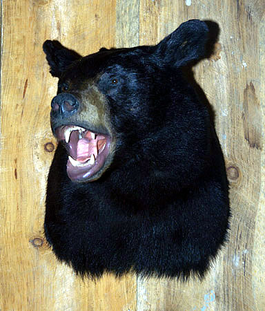 black bear head